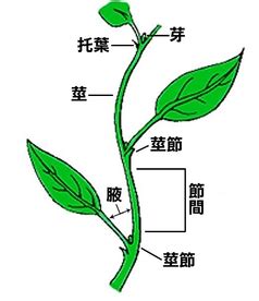 葉子生長在莖上的位置稱為什麼|葉的型態、構造與功能